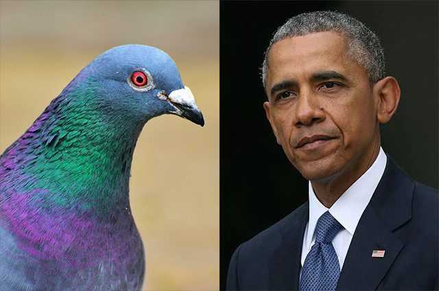 "Les oiseaux ne sont pas réels, mais les drones espions d'Obama" : théorie du complot absurde répandue aux États-Unis 1 "les Oiseaux Ne Sont Pas Réels, Mais Les Drones Espions