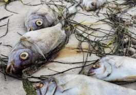 Plages Submergées Par Des Tonnes De Carcasses De Poissons :