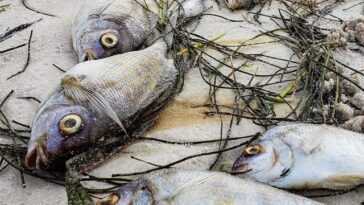 Plages submergées par des tonnes de carcasses de poissons : catastrophe environnementale en Floride 11 Plages Submergées Par Des Tonnes De Carcasses De Poissons :