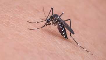 Remèdes naturels (et non) anti moustiques : quels sont les plus efficaces et lesquels sont inutiles 23 Remèdes Naturels (et Non) Anti Moustiques : Quels Sont Les