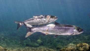 Saumon cuit à la chaleur extrême vivant dans une rivière américaine 25 Saumon Cuit à La Chaleur Extrême Vivant Dans Une Rivière