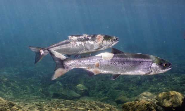 Saumon cuit à la chaleur extrême vivant dans une rivière américaine 1 Saumon Cuit à La Chaleur Extrême Vivant Dans Une Rivière