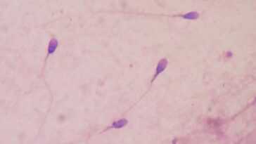 Un contraceptif révolutionnaire à base d'anticorps monoclonaux immobilise les spermatozoïdes 12 Un Contraceptif Révolutionnaire à Base D'anticorps Monoclonaux Immobilise Les Spermatozoïdes
