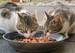 Une vague de pancytopénie féline tue des centaines de chats au Royaume-Uni : qu'est-ce que c'est, quelles sont ses causes et ses symptômes 16 Une vague de pancytopénie féline tue des centaines de chats au Royaume-Uni : qu'est-ce que c'est, quelles sont ses causes et ses symptômes