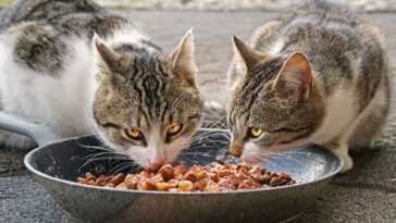 Une vague de pancytopénie féline tue des centaines de chats au Royaume-Uni : qu'est-ce que c'est, quelles sont ses causes et ses symptômes