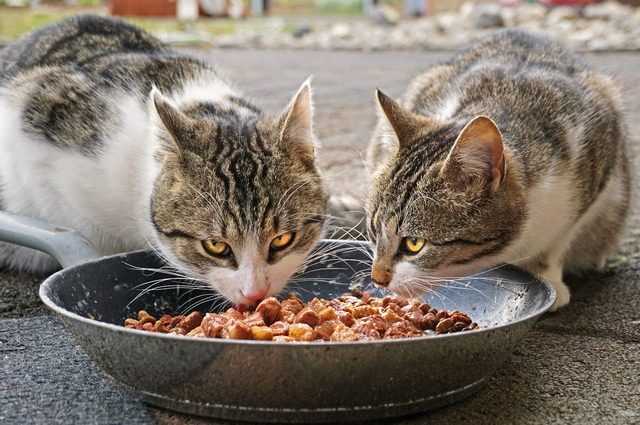 Une vague de pancytopénie féline tue des centaines de chats au Royaume-Uni : qu'est-ce que c'est, quelles sont ses causes et ses symptômes 1 Une vague de pancytopénie féline tue des centaines de chats au Royaume-Uni : qu'est-ce que c'est, quelles sont ses causes et ses symptômes