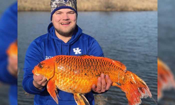 Des poissons rouges gros comme des ballons de football : ce sont les dégâts causés par ceux qui les libèrent dans les lacs 2 Poisson Rouge Gros Geant