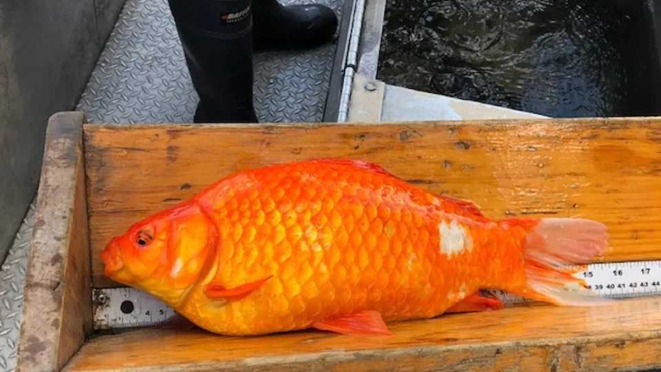 Des poissons rouges gros comme des ballons de football : ce sont les dégâts causés par ceux qui les libèrent dans les lacs 3 Poisson Rouge Immense