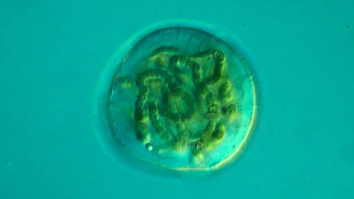 La rotation de la Terre ralentit et pourrait expliquer pourquoi nous avons moins d'oxygène 4 1628023686 284 La rotation de la Terre ralentit et nous aurons donc