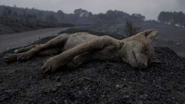 Arrêter la chasse en Sardaigne après la saison des incendies : la pétition frôle les 50 000 signatures 18 Arrêter La Chasse En Sardaigne Après La Saison Des Incendies