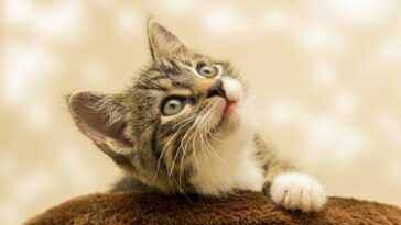 Cette expérience révèle comment votre chat préfère qu'on lui serve de la nourriture 10 Cette Expérience Révèle Comment Votre Chat Préfère Qu'on Lui Serve