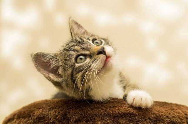 Cette expérience révèle comment votre chat préfère qu'on lui serve de la nourriture 1 Cette Expérience Révèle Comment Votre Chat Préfère Qu'on Lui Serve