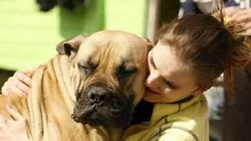 Cinq conseils pour faire vivre votre chien plus longtemps 7 Cinq Conseils Pour Faire Vivre Votre Chien Plus Longtemps