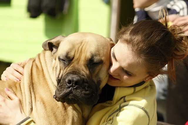 Cinq conseils pour faire vivre votre chien plus longtemps 1 Cinq Conseils Pour Faire Vivre Votre Chien Plus Longtemps