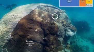 Corail géant découvert en Australie : « Muga dhambi » mesure plus de 10 mètres de long et plus de 400 ans 23 Corail Géant Découvert En Australie : « Muga Dhambi »