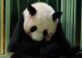 Deux Jumeaux Panda Naissent Dans Un Zoo Français : Les