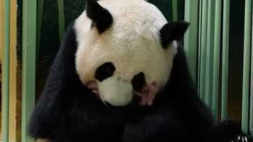 Deux jumeaux panda naissent dans un zoo français : les tendres images de Cotton Flower et Little Snow 19 Deux Jumeaux Panda Naissent Dans Un Zoo Français : Les