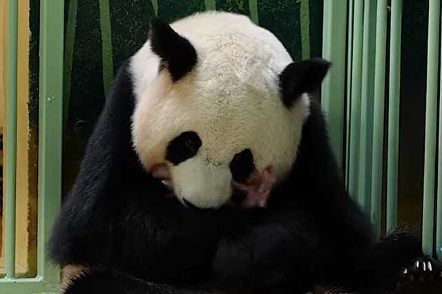 Deux jumeaux panda naissent dans un zoo français : les tendres images de Cotton Flower et Little Snow 1 Deux Jumeaux Panda Naissent Dans Un Zoo Français : Les