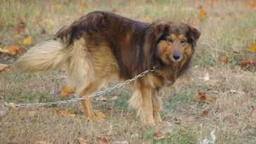Il n'y a que dans trois régions qu'il y a une interdiction totale de garder les chiens enchaînés : qu'attendent les autres ? 7 Il N'y A Que Dans Trois Régions Qu'il Y A
