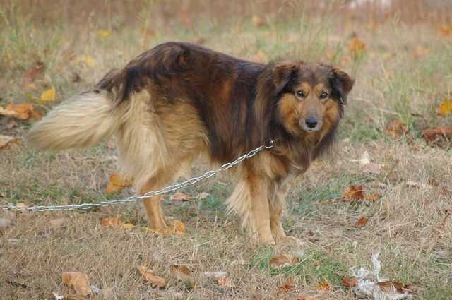 Il n'y a que dans trois régions qu'il y a une interdiction totale de garder les chiens enchaînés : qu'attendent les autres ? 1 Il N'y A Que Dans Trois Régions Qu'il Y A