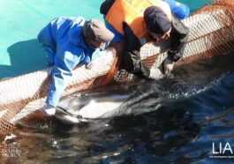 Le Japon Tuera 1 900 Dauphins à Partir De Septembre