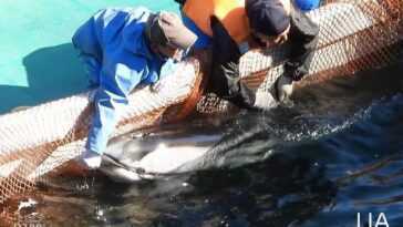 Le Japon tuera 1 900 dauphins à partir de septembre : le quota de massacres 2021/2022 annoncé 4 Le Japon Tuera 1 900 Dauphins à Partir De Septembre