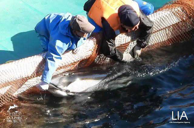 Le Japon tuera 1 900 dauphins à partir de septembre : le quota de massacres 2021/2022 annoncé 1 Le Japon Tuera 1 900 Dauphins à Partir De Septembre