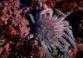 Le Changement Climatique Détruit Des Milliards D'étoiles De Mer