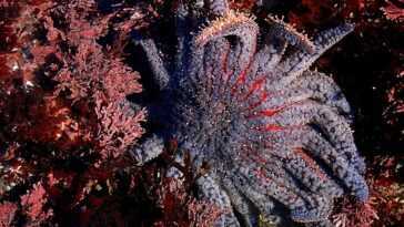 Le changement climatique détruit des milliards d'étoiles de mer 12 Le Changement Climatique Détruit Des Milliards D'étoiles De Mer