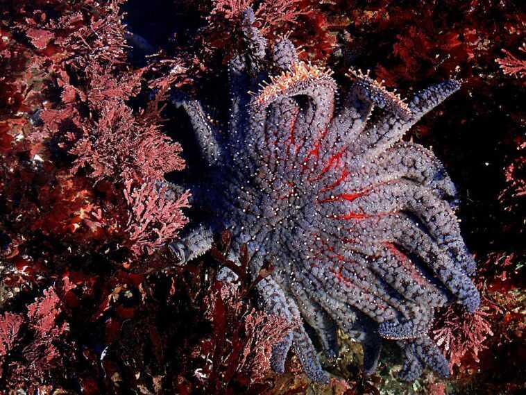 Le changement climatique détruit des milliards d'étoiles de mer 1 Le Changement Climatique Détruit Des Milliards D'étoiles De Mer