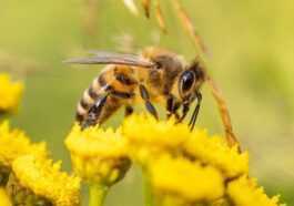 Le changement climatique réduit la résistance au vol et la capacité à polliniser les abeilles 18 Le Changement Climatique Réduit La Résistance Au Vol Et La