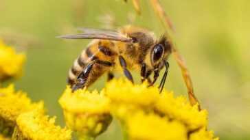 Le changement climatique réduit la résistance au vol et la capacité à polliniser les abeilles 28 Le Changement Climatique Réduit La Résistance Au Vol Et La