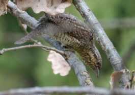 Le Changement Climatique Rend Les Animaux Plus Petits : Parce