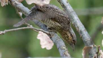 Le changement climatique rend les animaux plus petits : parce qu'ils deviennent de plus en plus petits 16 Le Changement Climatique Rend Les Animaux Plus Petits : Parce