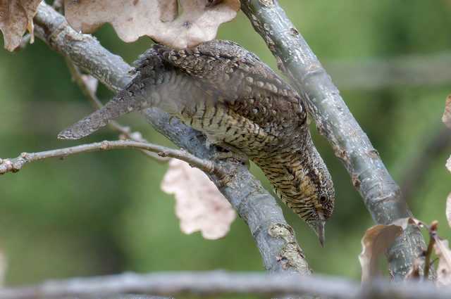 Le changement climatique rend les animaux plus petits : parce qu'ils deviennent de plus en plus petits 1 Le Changement Climatique Rend Les Animaux Plus Petits : Parce