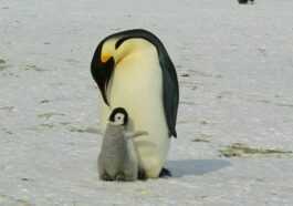 Le Manchot Empereur Est En Danger D'extinction D'ici 2100 Et
