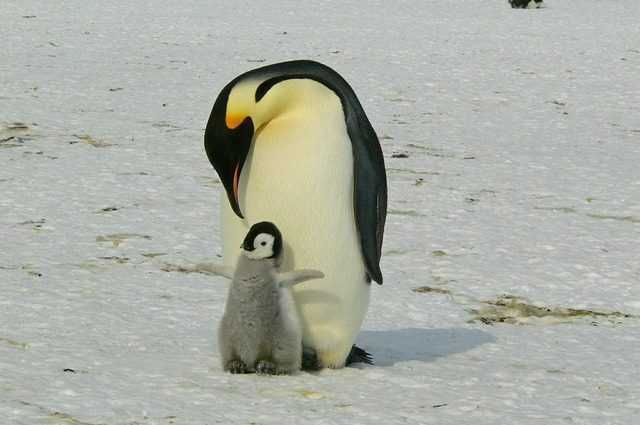 Le manchot empereur est en danger d'extinction d'ici 2100 et c'est de notre faute 1 Le Manchot Empereur Est En Danger D'extinction D'ici 2100 Et