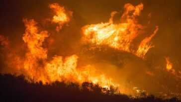 Les incendies contaminent également les profondeurs de la mer Méditerranée et les animaux qui les peuplent 5 Les Incendies Contaminent également Les Profondeurs De La Mer Méditerranée