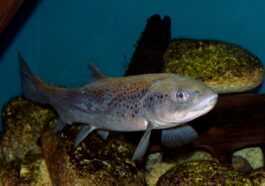 Les Poissons Deviennent Accros Aux Drogues Déversées Dans Les Eaux