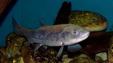 Les poissons deviennent accros aux drogues déversées dans les eaux des rivières 21 Les Poissons Deviennent Accros Aux Drogues Déversées Dans Les Eaux