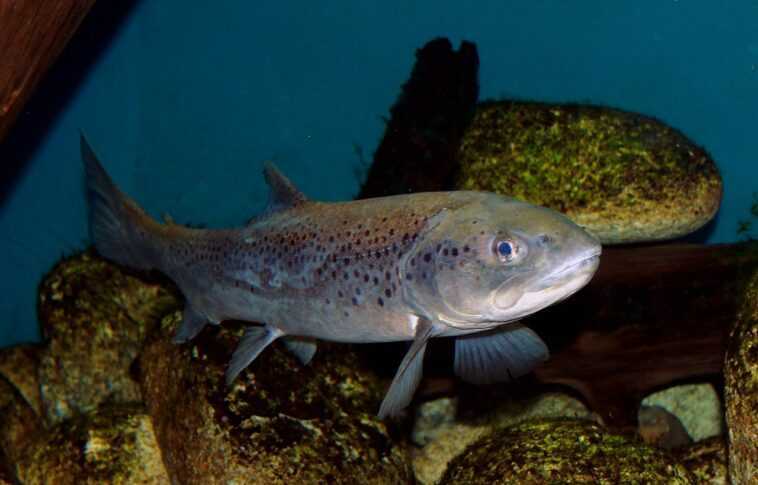 Les poissons deviennent accros aux drogues déversées dans les eaux des rivières 1 Les Poissons Deviennent Accros Aux Drogues Déversées Dans Les Eaux