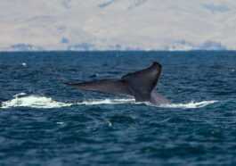 Les Rorquals Bleus Sont De Retour Sur La Côte Atlantique