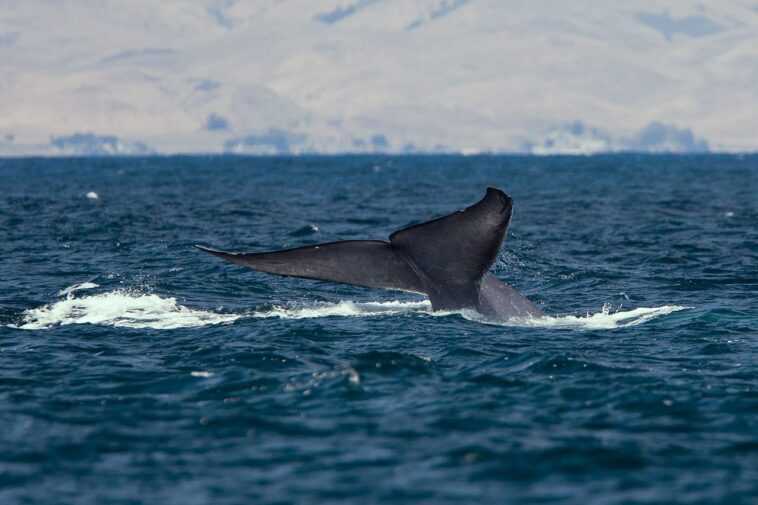 Les rorquals bleus sont de retour sur la côte atlantique après plus de 40 ans d'absence 1 Les Rorquals Bleus Sont De Retour Sur La Côte Atlantique