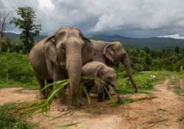 L'incroyable Voyage Des éléphants Vers La Chine évacue 150 000