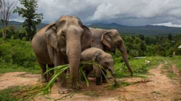 L'incroyable voyage des éléphants vers la Chine évacue 150 000 personnes 14 L'incroyable Voyage Des éléphants Vers La Chine évacue 150 000