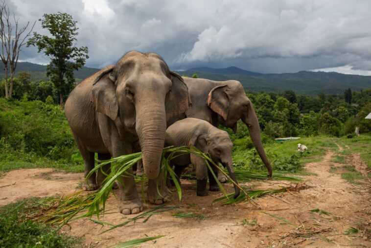 L'incroyable voyage des éléphants vers la Chine évacue 150 000 personnes 1 L'incroyable Voyage Des éléphants Vers La Chine évacue 150 000