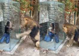 Lion confus et humilié par une nouvelle "attraction" installée dans un zoo : les images honteuses 29 Lion Confus Et Humilié Par Une Nouvelle "attraction" Installée Dans