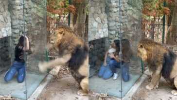 Lion confus et humilié par une nouvelle "attraction" installée dans un zoo : les images honteuses 1 Lion Confus Et Humilié Par Une Nouvelle "attraction" Installée Dans