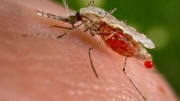 Moustiques femelles génétiquement modifiées pour ne pas se reproduire : la stratégie contre le paludisme 15 Moustiques Femelles Génétiquement Modifiées Pour Ne Pas Se Reproduire :