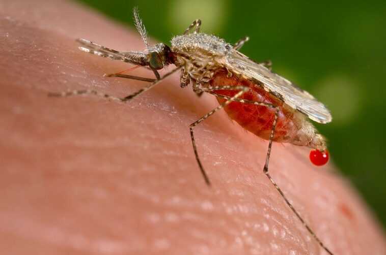 Moustiques femelles génétiquement modifiées pour ne pas se reproduire : la stratégie contre le paludisme 1 Moustiques Femelles Génétiquement Modifiées Pour Ne Pas Se Reproduire :